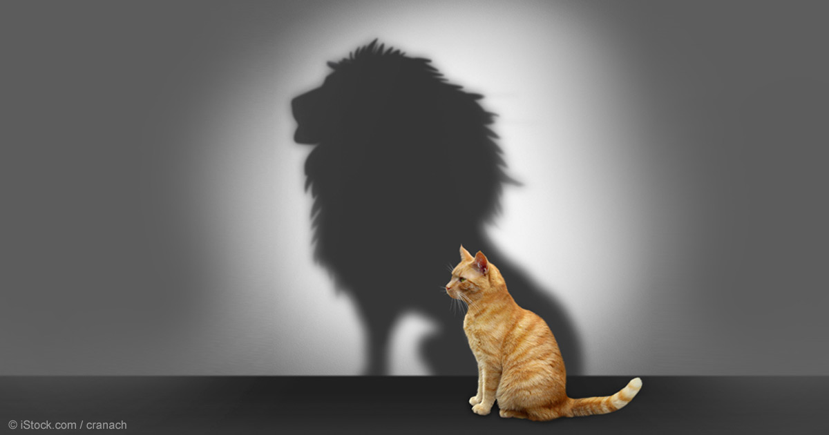 cat-lion-shadow-fb